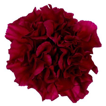 <h4>DI ST PUR. MONSIGNOR</h4>