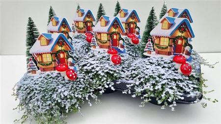 <h4>Solei Sol Groen</h4>