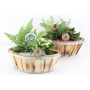 arr2 PL - Hout kano 338/4 - rood/wit