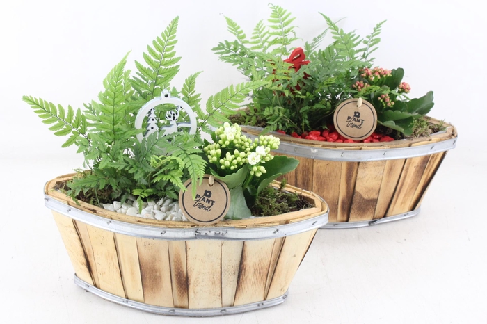 <h4>arr2 PL - Hout kano 338/4 - rood/wit</h4>