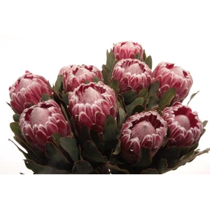Protea Lady Di