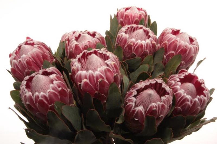 <h4>Protea Lady Di</h4>