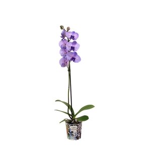 Potcover I Am Coloured Phal I Am Purple Heart 1T9+(24u levertij