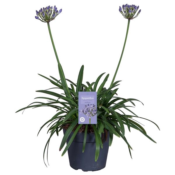 <h4>Agapanthus Summer Love Blue</h4>