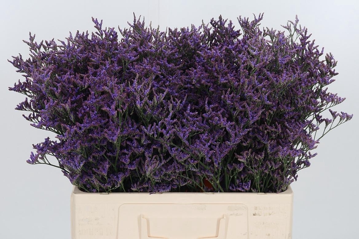 <h4>Lim Piuma Dark Blue</h4>