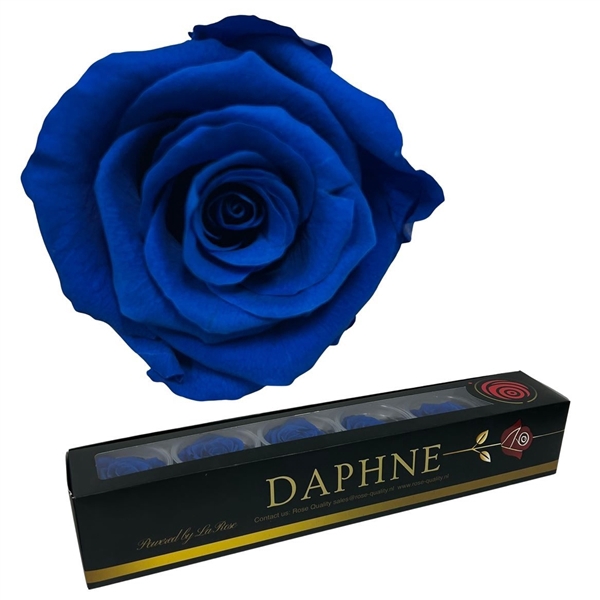 <h4>Preserved Rosa Medium Blue Xl</h4>