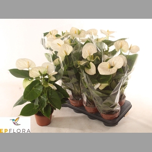 ANTHU A ARISA WHITE