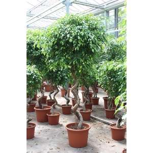 Ficus Be Exotica Kurketrekker Stam