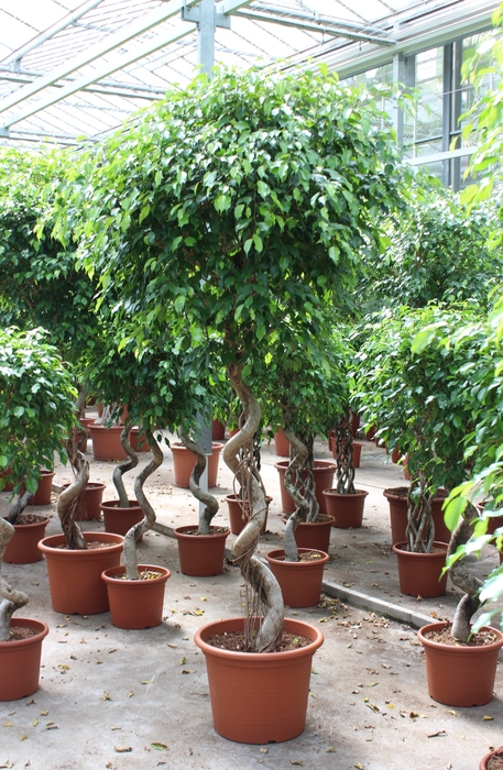 <h4>Ficus Be Exotica Kurketrekker Stam</h4>