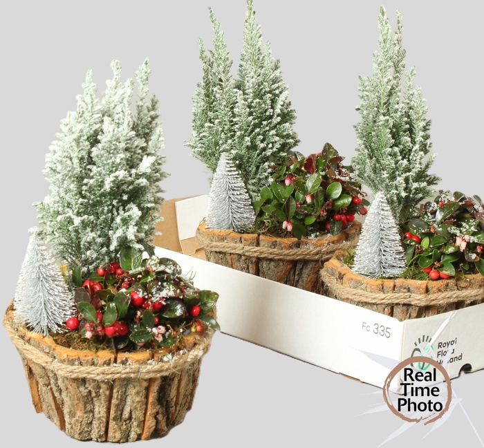 <h4>ARR TUINPLANTEN</h4>