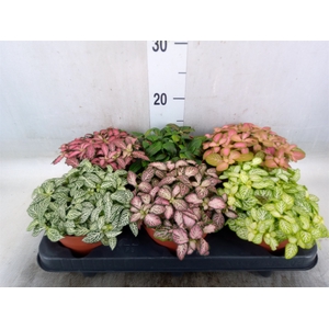 Fittonia   ...mix