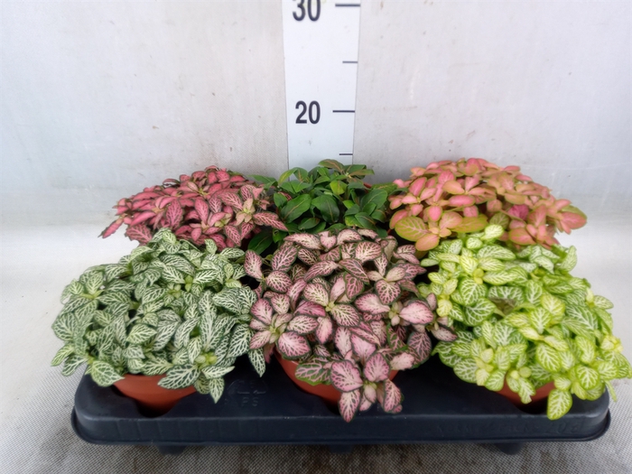 <h4>Fittonia   ...mix</h4>