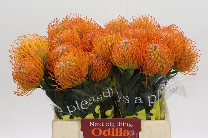 <h4>Nutans Ayoba Sun</h4>