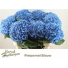 Hydr M Pimpernel