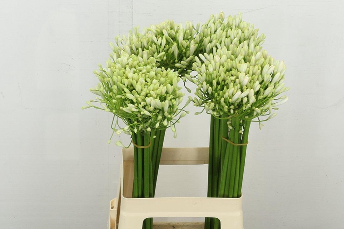 <h4>Agap White Heaven</h4>