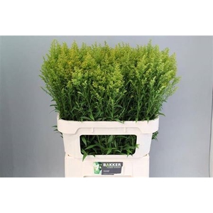 Soli Tara 80cm