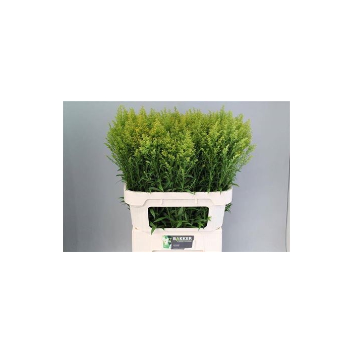 <h4>Soli Tara 80cm</h4>