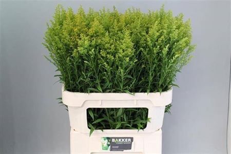 Soli Tara 80cm