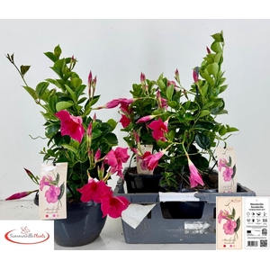 MANDE SUN PINK
