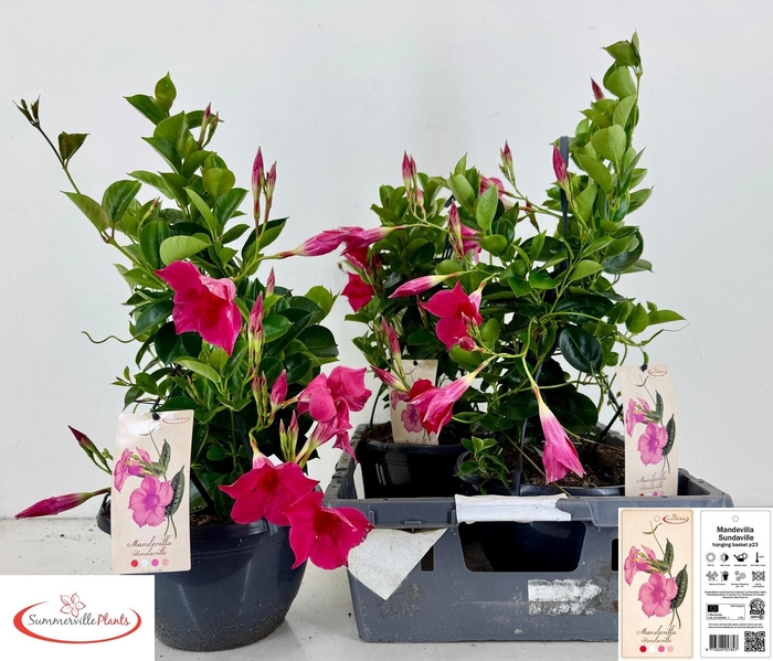 <h4>MANDE SUN PINK</h4>