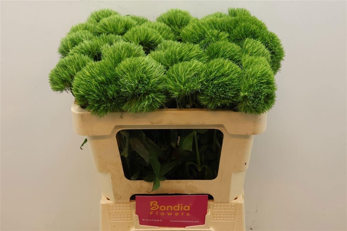 <h4>DI BARB KIWI MELLOW</h4>