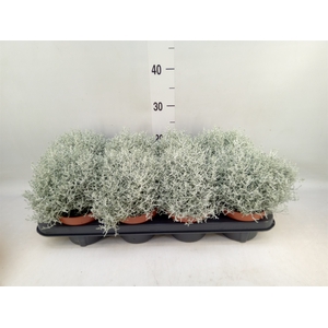 Leucophyta brownii 'Whimsy Silv'