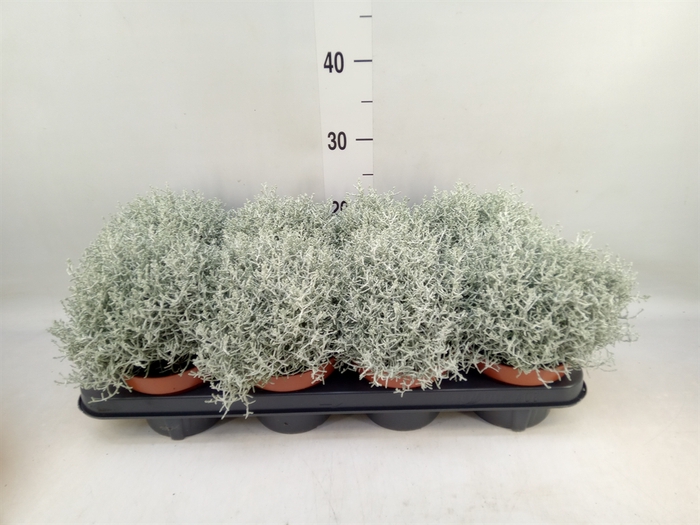<h4>Leucophyta brownii 'Whimsy Silv'</h4>