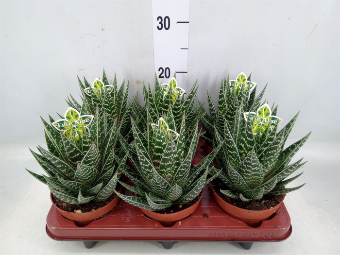 <h4>Aloe aristata 'Tiki Tahi'</h4>