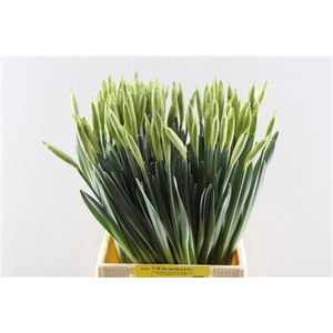 Narc T Dutch Master (berg)