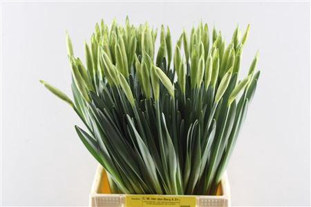 <h4>Narc T Dutch Master (berg)</h4>