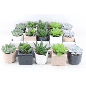 arr3 OV - Ker. Davos