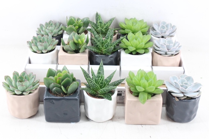 <h4>arr3 OV - Ker. Davos</h4>