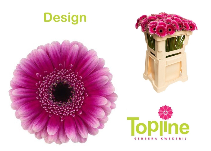 <h4>Germini Design</h4>