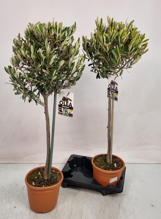 <h4>OLEA EUROPAEA</h4>
