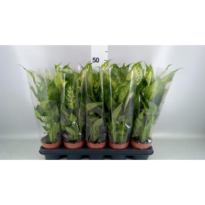 Dieffenbachia  'Compacta'
