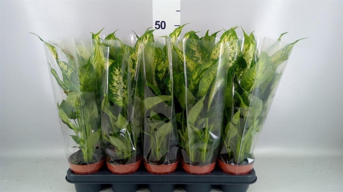 <h4>Dieffenbachia  'Compacta'</h4>