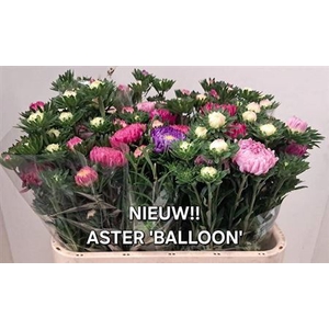 Callistephus Overig Balloon