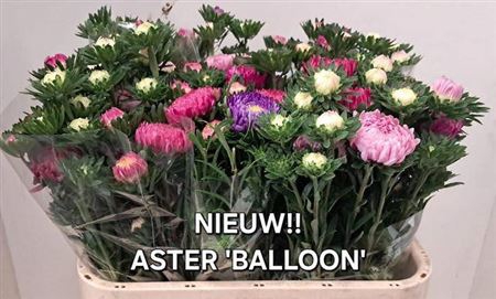 <h4>Callistephus Overig Balloon</h4>