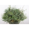 Euca Nicoly Berry 300gr S A P Bunch