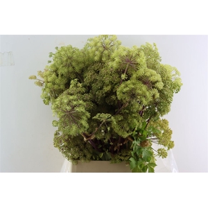 Angelica Gigas