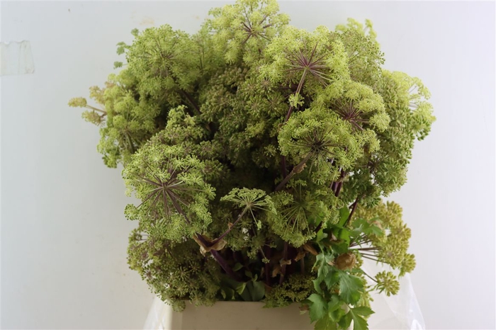 <h4>Angelica Gigas</h4>
