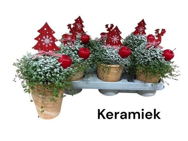 <h4>SOLEI SOL GROEN</h4>