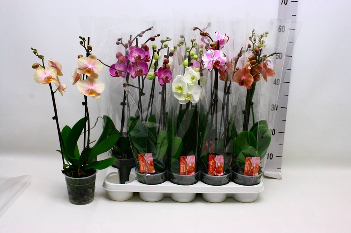 PHAL GEM