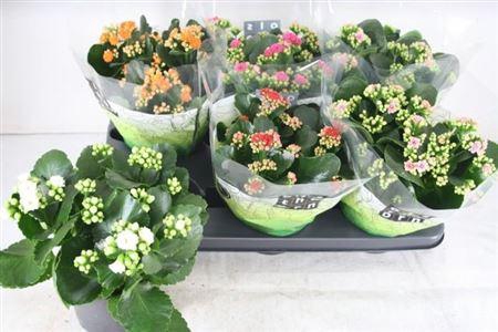 <h4>Kal Ge Gem 5 Kl</h4>