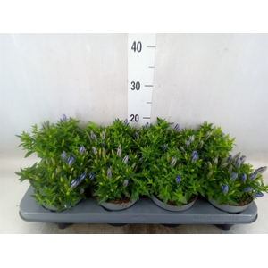 Gentiana  'Luis Blue'