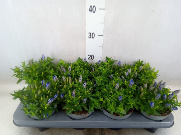 <h4>Gentiana  'Luis Blue'</h4>