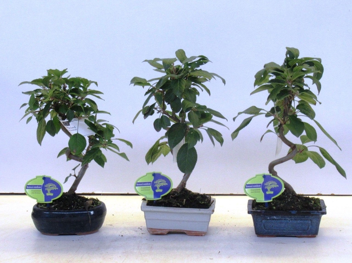 <h4>Malus domestica</h4>