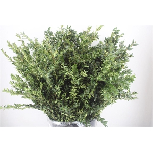 Buxus semp.   .../bos