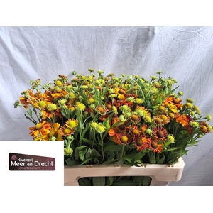 Helenium Autumn Flirt Meer En Drecht