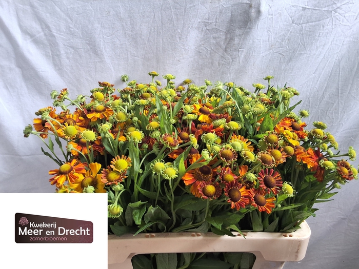 <h4>Helenium Autumn Flirt Meer En Drecht</h4>